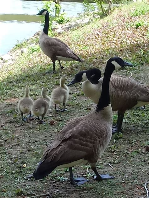 LAKE MYERS CAMPGROUND - Prices & Reviews (Mocksville, NC)