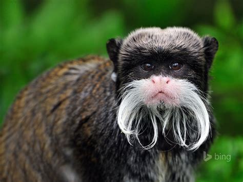 Bing Wallpaper Animal 的图像结果