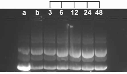 Image result for Formulation Development pDNA