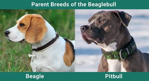 Beaglebull (Beagle & Pitbull Mix): Pictures, Guide, Info, Care & More ...