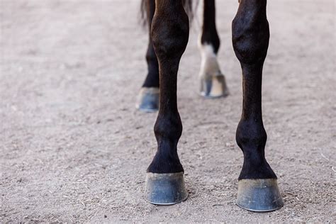 Hoof Anatomy: What Horse Hooves are Made of