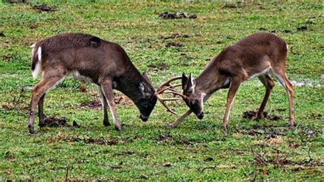 The Science Behind Deer Antler Shedding and Growth - Animals Around The ...