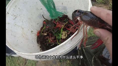 日本小龙虾泛滥成灾，当地人宁可践踏也不吃，凭啥出口给我国？-美食视频-搜狐视频