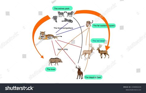 Food Chain Siberian Taiga Ecosystem Tiger Stock Vector (Royalty Free ...