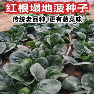 种菠菜前种子怎样处理发芽更快？