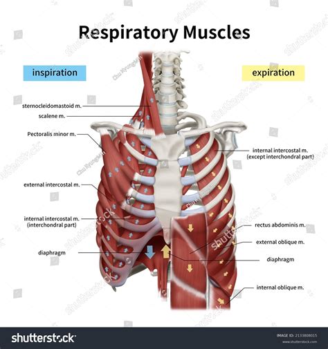 What Is Accessory Muscles Of Respiration at Sybil Downing blog