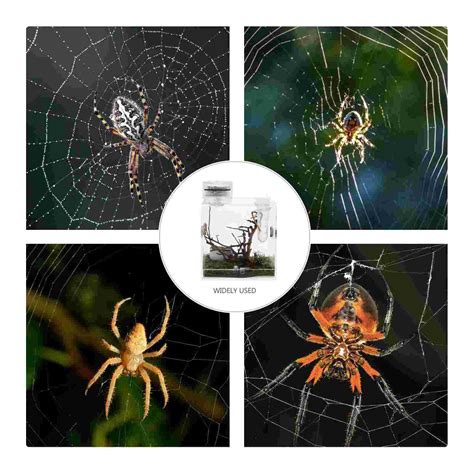 Spider Habitat Box Jumping Spider Breeding Case Sp... – Grandado