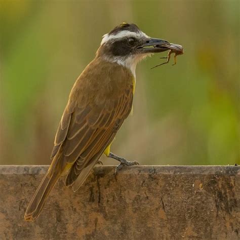 Image result for Cockroach Legs