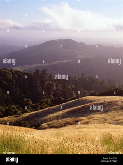 Santa Cruz Mountains and ocean fog Russian Ridge Open Space Preserve ...