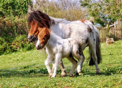 Miniature Horses