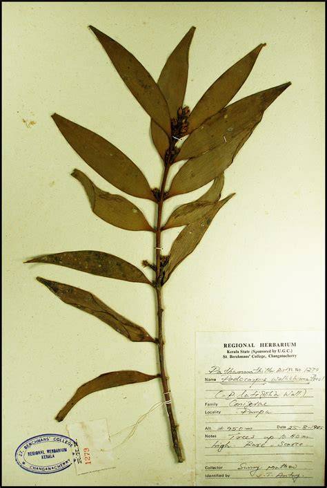 Herbarium JCB