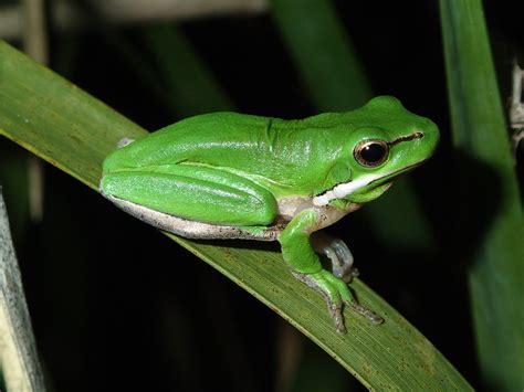 Eastern Tree Frog 的图像结果