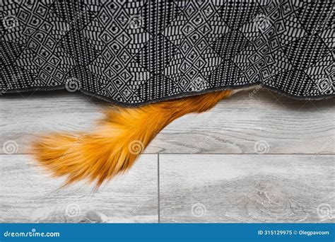 A Cat S Red Tail Sticks Out from Under the Bed Stock Image - Image of ...