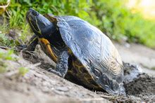 Image result for Turtle Beach Recon Controller Review