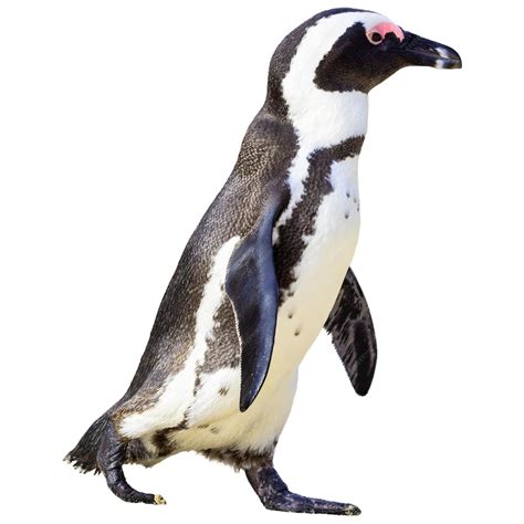 Premium Photo | White and black animal zoo safari hanging their paws ...