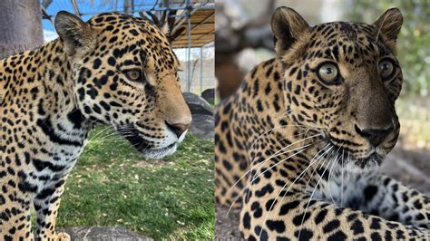 Jaguar vs. Leopard: Spotting the Difference Between Jungle Giants ...
