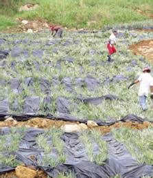 Horticulture :: Fruits:: Pineapple