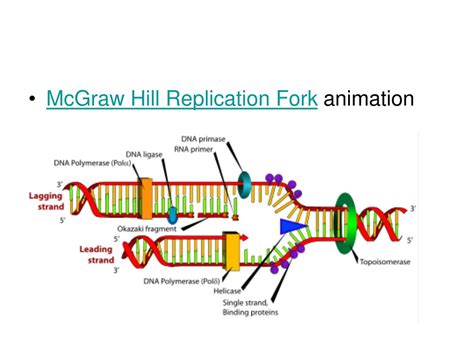 DNA Replication Forks Animation 的图像结果