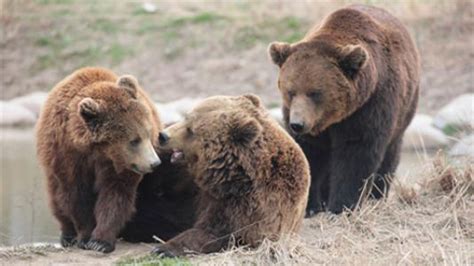 饲养员群熊攻击身亡现场曝光！上海野生动物园熊吃人图片全过程 饲养员遭熊攻击原因披露_滚动_中国小康网