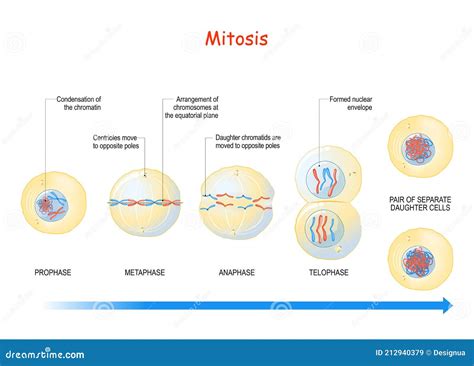 Mitosis. Cell Division Stages Stock Vector - Illustration of biology, anatomy: 212940379