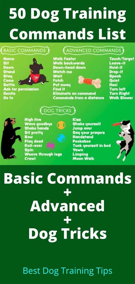training a puppy commands
