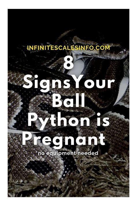 Ball Python Pregnancy 的图像结果