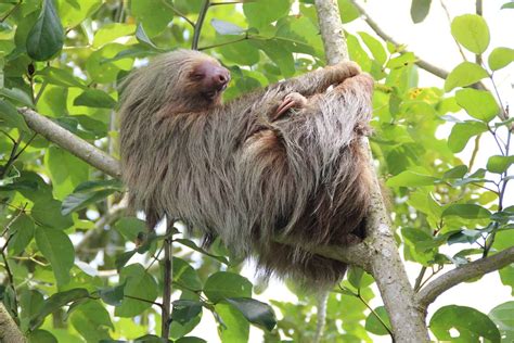 13 Facts About Three-Toed Sloth - Facts.net