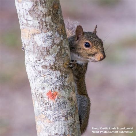 Get Squirrely: What You May Not Know About NC's Five Squirrel Species ...
