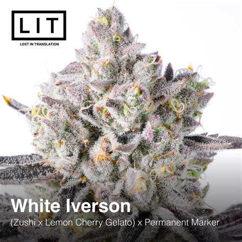 White Iverson - LIT Farms » SeedTopia Cannabis Seeds Shop in Thailand