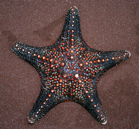 Types of Starfish to Know