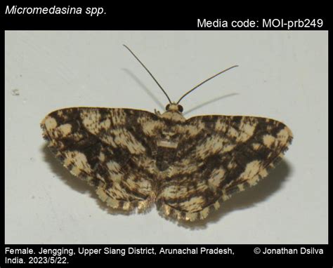 Micromedasina spp. | Moths