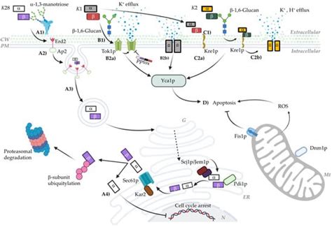 The Killer Saccharomyces cerevisiae Toxin: From Origin to Biomedical ...