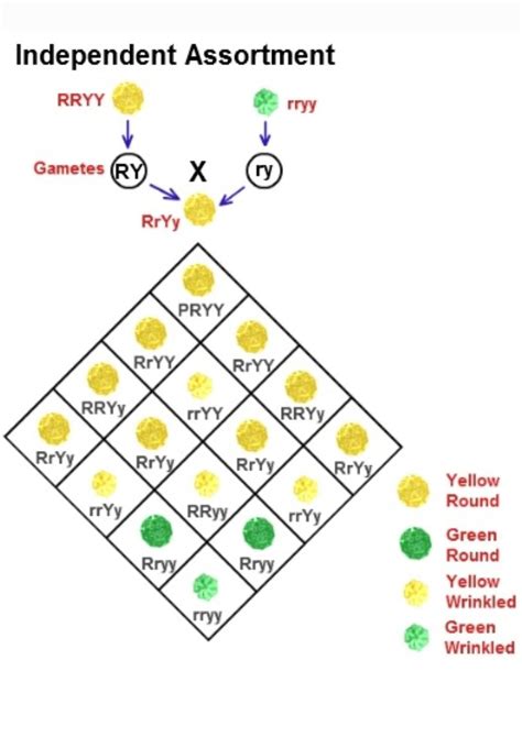 explain mendels dihybrid ratio with the help of any one cross - Brainly.in