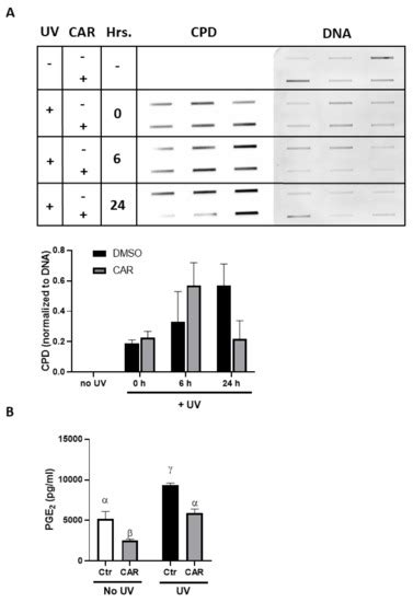 IJMS | Special Issue : Skin Cancer: From Pathophysiology to Novel ...