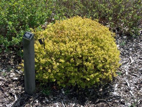 Spiraea japonica 'Mertyann' Dakota Goldcharm® - Dakota Goldcharm ...