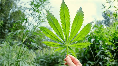 Names for Weed: Why They Matter & What They Really Mean