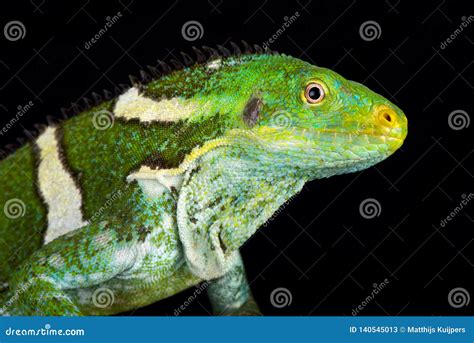 Fijian Crested Iguana Brachylophus Vitiensis Stock Image - Image of fiji, islands: 140545013