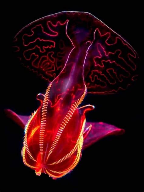 Alien Like Sea Creatures 的图像结果