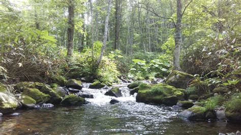 Biodiversity shifts driven by climate change have effects on humans – Understanding the Impact ...