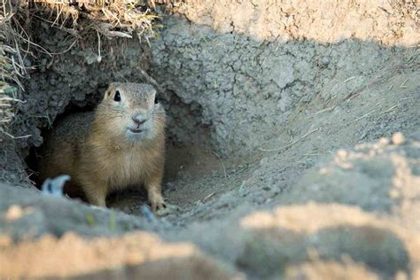 Image result for Gopher Traps