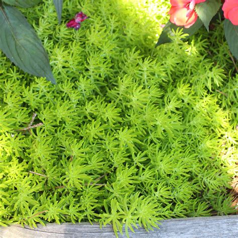 Sedum rupestre 'Lemon Ball' ~ Lemon Ball Stonecrop – ServeScape