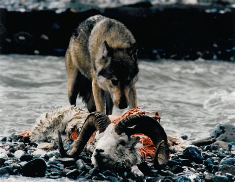 Wolf Eating Sheep