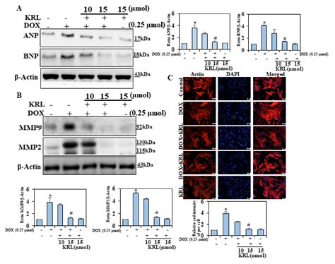 Cardiac Protective Effect of Kirenol against Doxorubicin-Induced ...