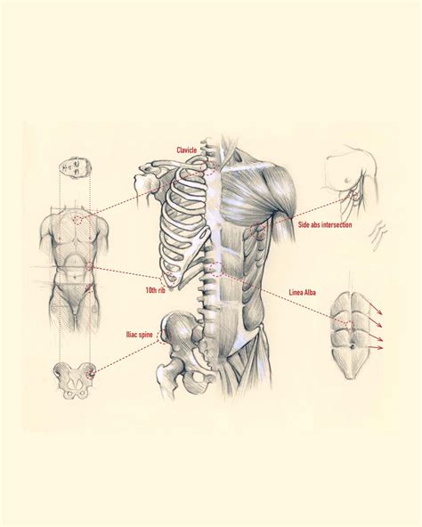 Image result for Cunstructive Figure Drawing