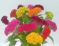 Amazon.in: ATG ALL THAT GROWS