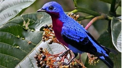 Image result for Pink Code Programming