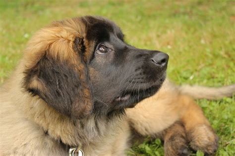 Leonberger puppy | Leonberger dog, Leonberger dog puppy, Leonberger