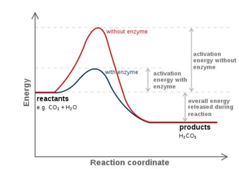 Enzyme Activity Process 的图像结果