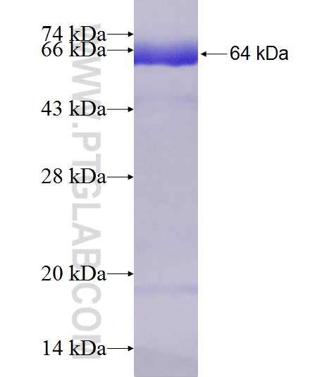 INTS10 Fusion Protein Ag7383 | Proteintech