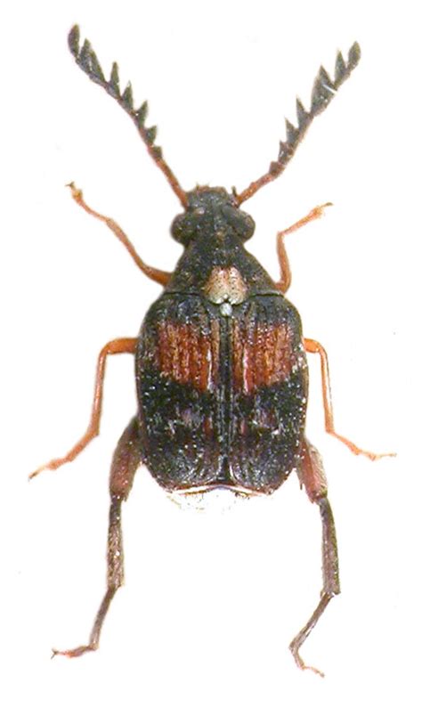 Insect Pest Information | Home